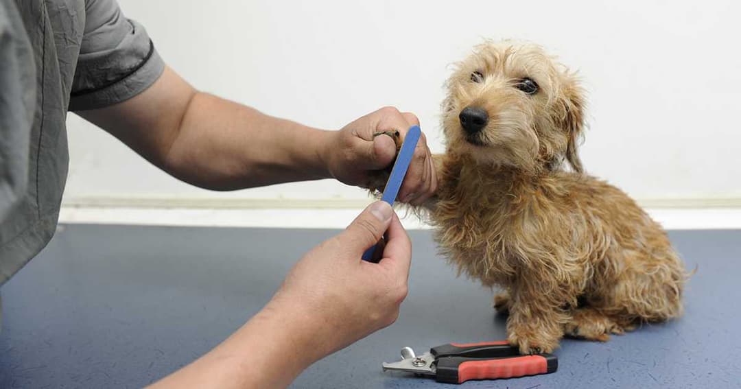 Corte de uñas a un perro