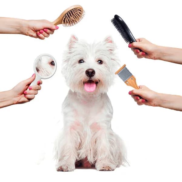 Perro siendo peinado